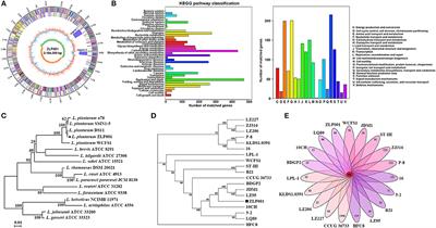 Complete Genome Sequencing of Lactobacillus plantarum ZLP001, a Potential Probiotic That Enhances <mark class="highlighted">Intestinal Epithelial Barrier Function</mark> and Defense Against Pathogens in Pigs